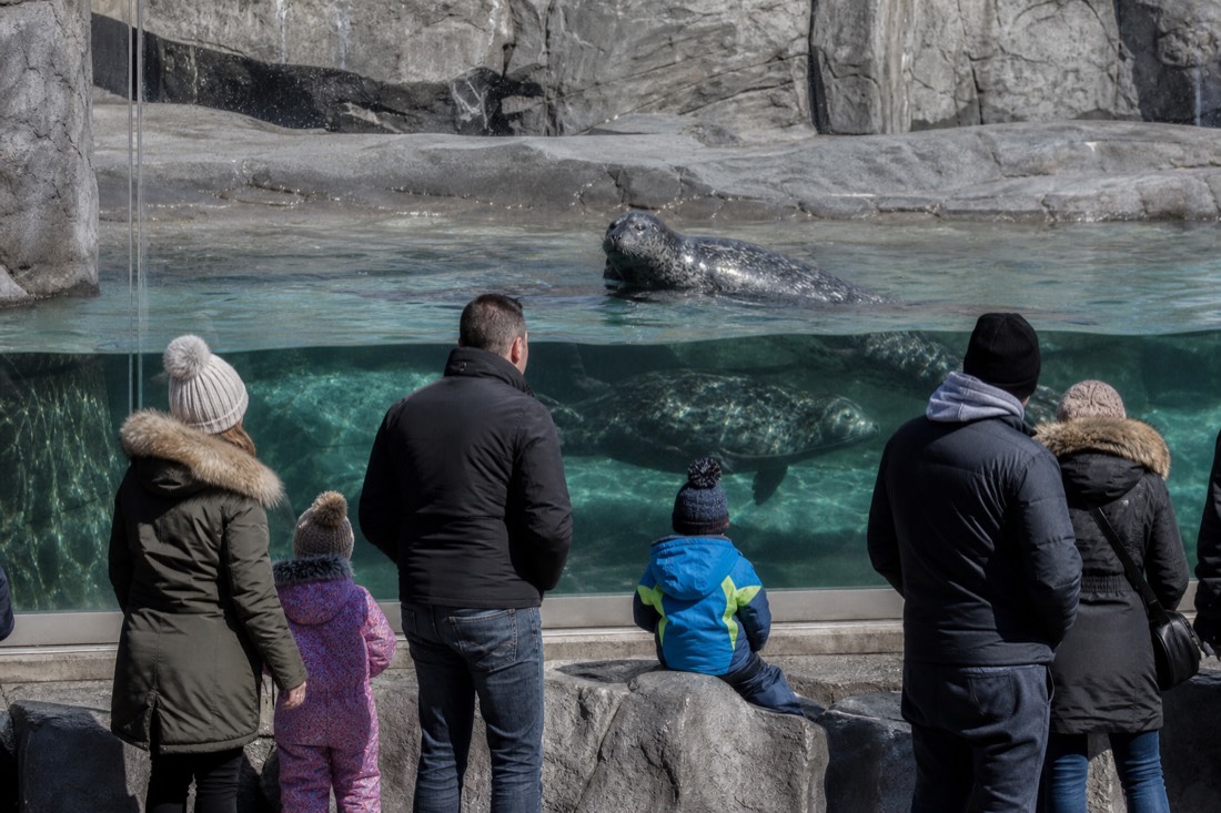 Parents and children watching seals swim at an aquarium exhibit near Quebec City